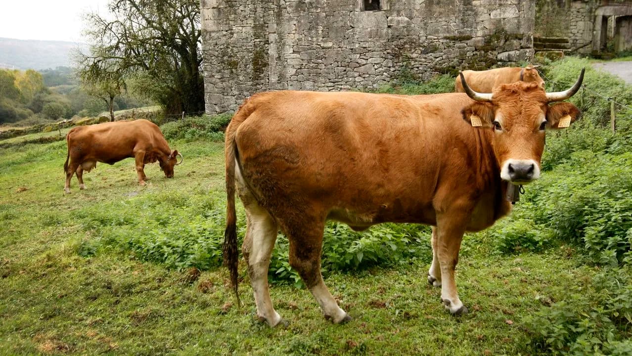 Vacas
